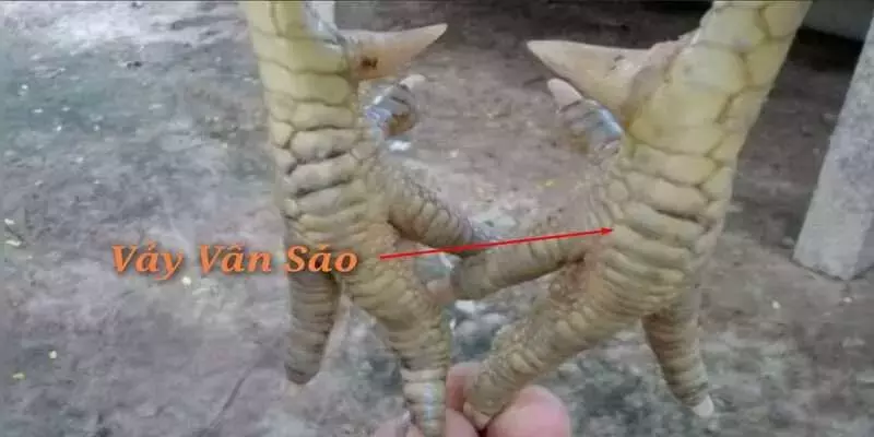 Đặc điểm nhận biết của giống gà chọi vảy vấn sáo