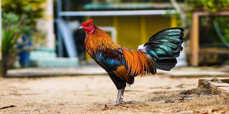 Gà Thomo nổi tiếng nhờ đặc điểm nổi bật
