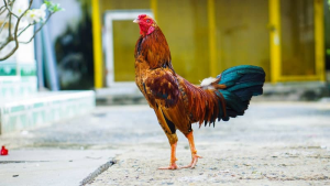 Vảy xuyên đao của gà chọi đá thường sẽ nằm ở vị trí gần cựa